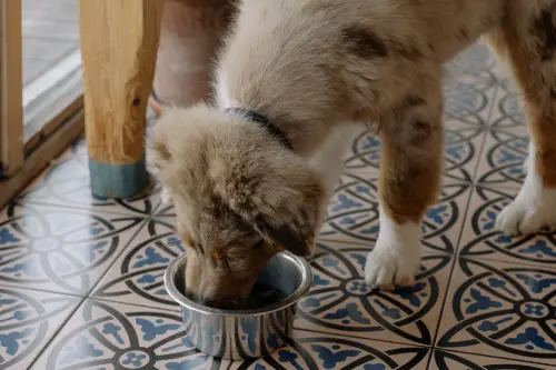 Ce mănâncă un câine: ghid complet pentru o alimentație corectă