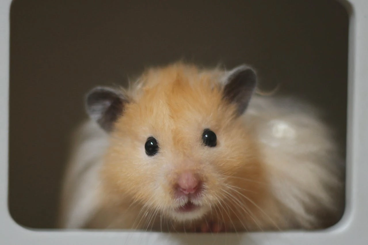 Cum îngrijești un hamster corect (greșeli frecvente)