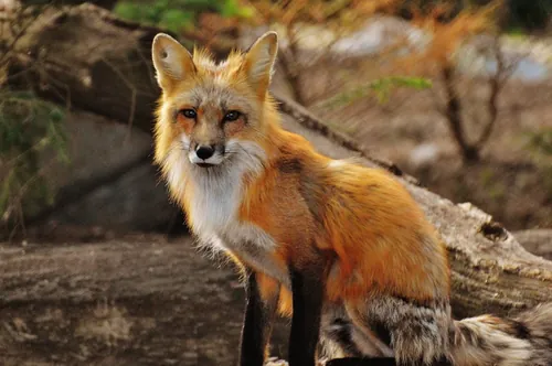 What it means when you dream about a fox